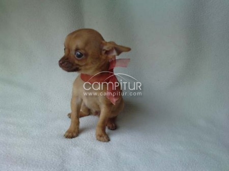 Venta chiguagua