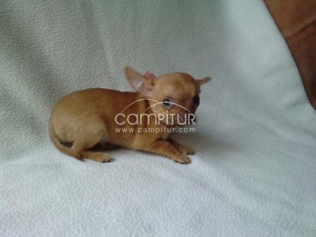 Foto 3 de Venta chiguagua