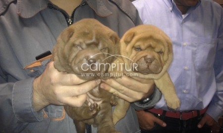 vendo preciosos shar pei con pedigree color chocolate