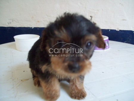 cachorrita yorkshire terrier