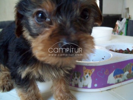 Foto 2 de cachorrita yorkshire terrier