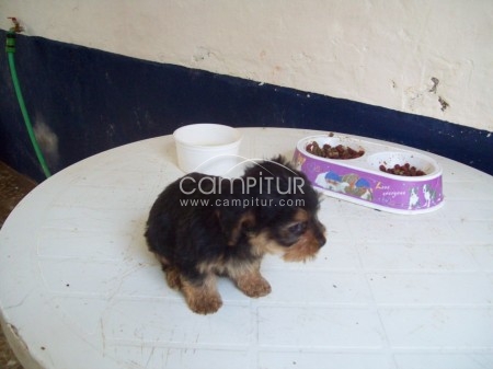 Foto 4 de cachorrita yorkshire terrier