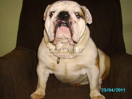 BULLDOG INGLES PARA MONTAS
