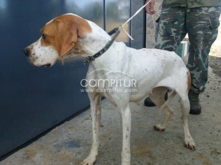 SE VENDE POINTER