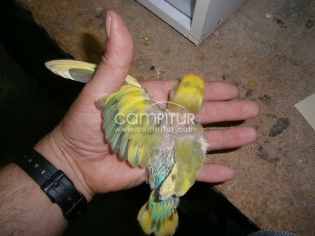 agapornis papilleros