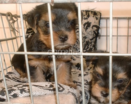 yorkshire un mes y 5 dias