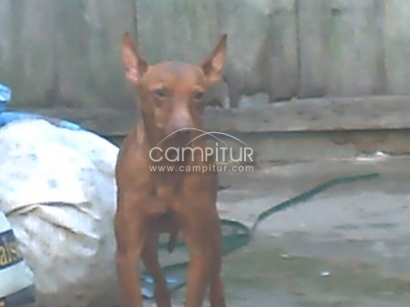 PODENCO ANDALUZ