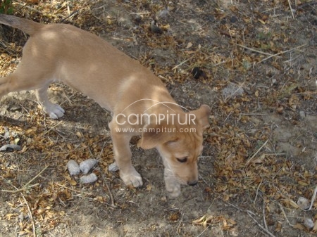 SE BUSCA CACHORRO PERDIDO EN AZUAGA.