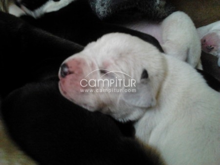 REGALO CACHORROS DE BÓXER