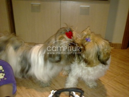 vendo camada shih tzu