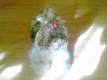 Foto 2 de vendo camada shih tzu