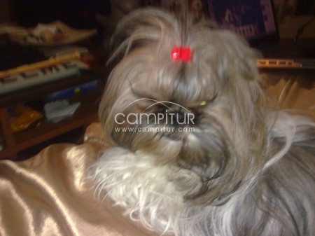 Foto 3 de vendo camada shih tzu