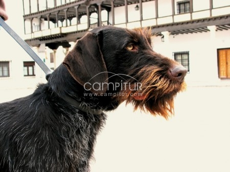 drahthaar para montas,