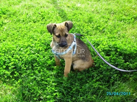 Adopta a Kiara!
