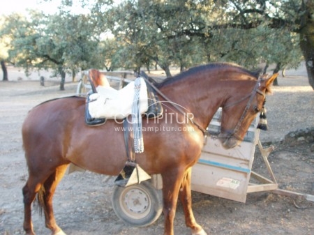 Se venden caballos
