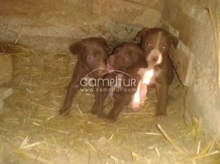 Cachorros podenco