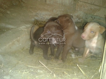 Foto 2 de Cachorros podenco