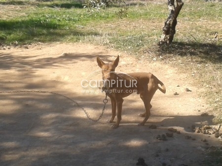 Foto 3 de Cachorros podenco