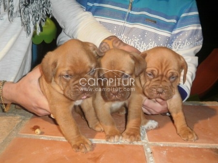 VENTA DE DOGOS DE BURDEOS