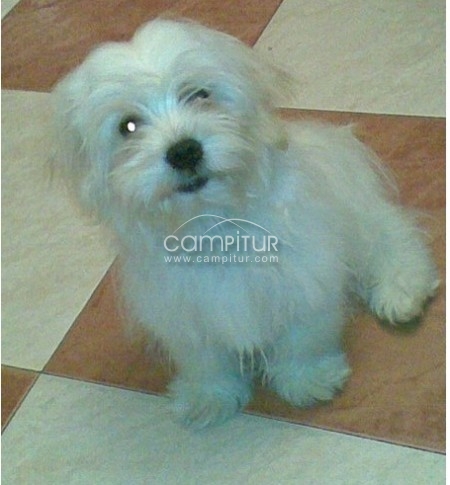 se ofrece Bichon Maltés para monta