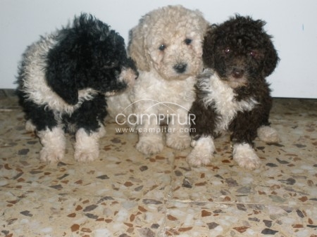 perro de aguas 
