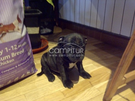 SE VENDEN STTAFORDSHIRE BULL-TERRIER