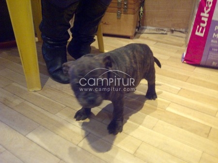 Foto 2 de SE VENDEN STTAFORDSHIRE BULL-TERRIER
