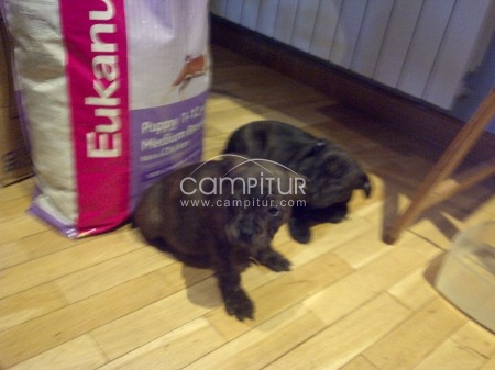 Foto 4 de SE VENDEN STTAFORDSHIRE BULL-TERRIER