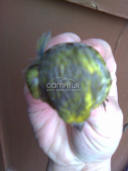 Foto 2 de vendo o cambio