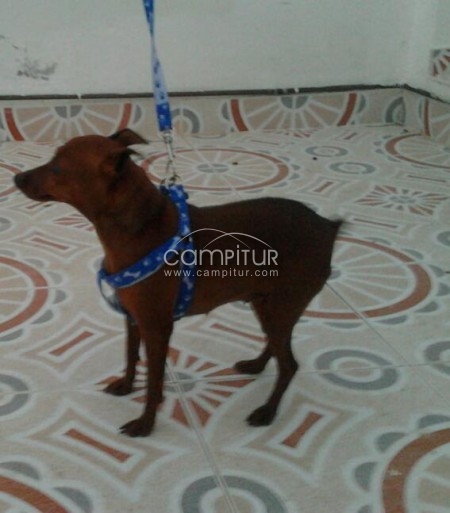 VENTA CACHORRO PINCHER