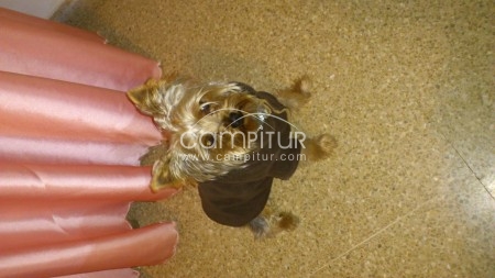 vendo crias cachorritos de yorshire terrier toys