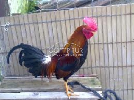 se cambian pollos ingleses