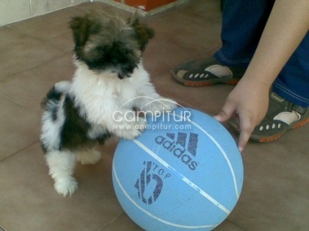 Se venden cachorritos de Shih-tzu.