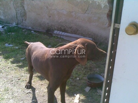 Foto 3 de Vendo braco aleman