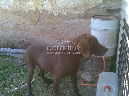 Vendo braco aleman