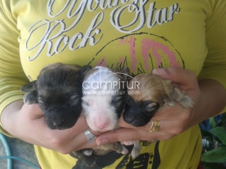 regalo preciosos cachorros 