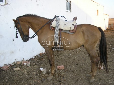 SE VENDE CABALLO