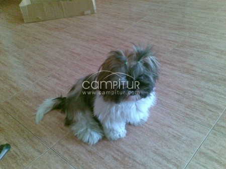 2 cachorritas de shih-tzu 