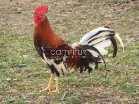 se venden pollos ingleses