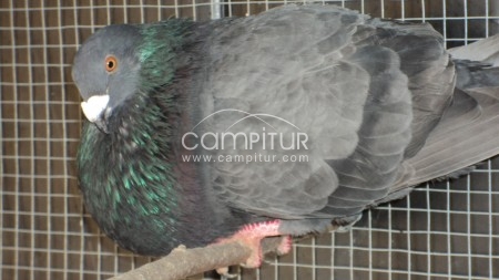 ENTREGO CUATRO PALOMAS BUCHONAS JIENENSES A CAMBIO DE UNA PAREJA DE OTRO TIPO DE PAJAROS