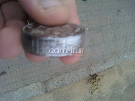 vendo moneda