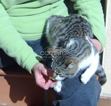 Gata perdida en Llerena