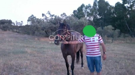 CABALLO CAMBIO O VENDO 