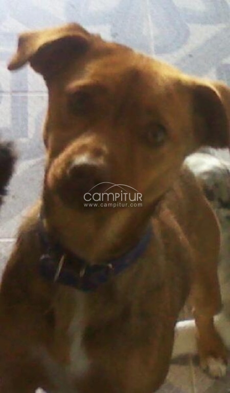 REGALO PERRITA