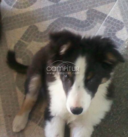 VENDO BORDER COLLIE