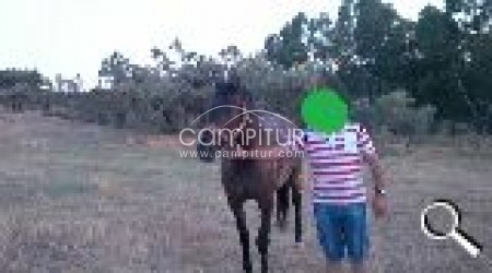 Foto 2 de  CAMBIO O VENDO YEGUA 