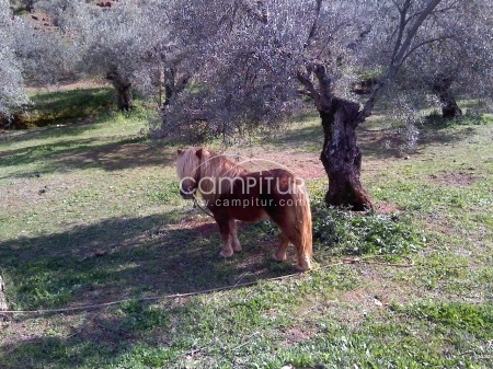 VENDO PONY