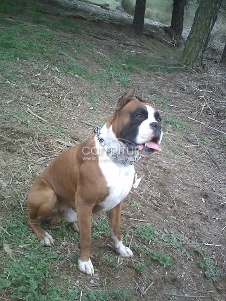 Se ofrece Boxer  para monta 