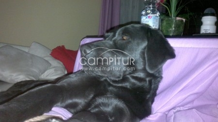 SE VENDEN LABRADORES RETRIEVER