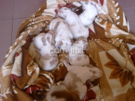 SE VENDEN CACHORROS DE HISPANO BRETON